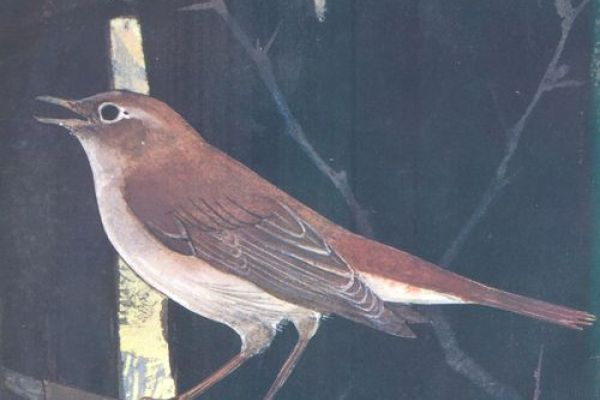 The Wildlife Recordings of Lawrence Shove